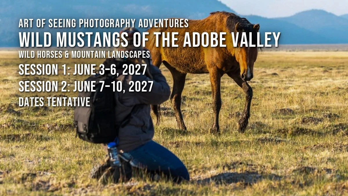 Wild Mustangs of the Adobe Valley 2027