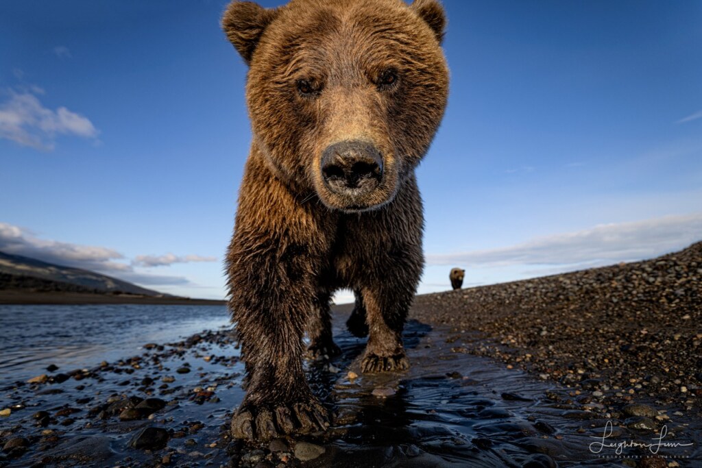 From a past Art of Seeing Alaska Grizzlies adventure
