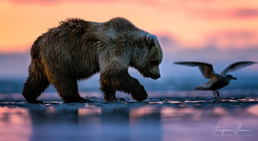 From a past Art of Seeing Alaska Grizzlies adventure