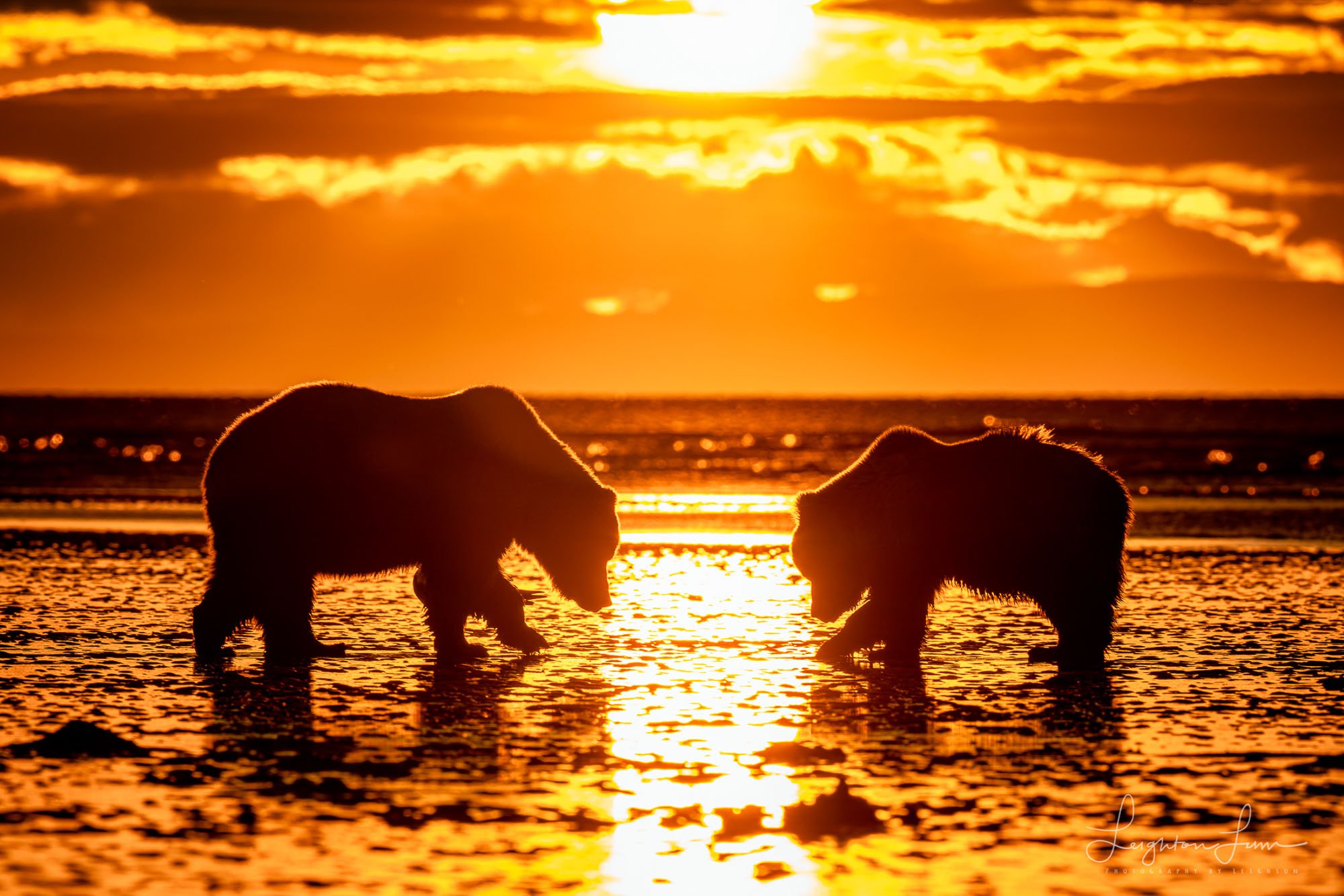 A grizzly bear mother and cub on tidal flats at sunrise, Lake Clark — Alaska grizzly bear photography workshop