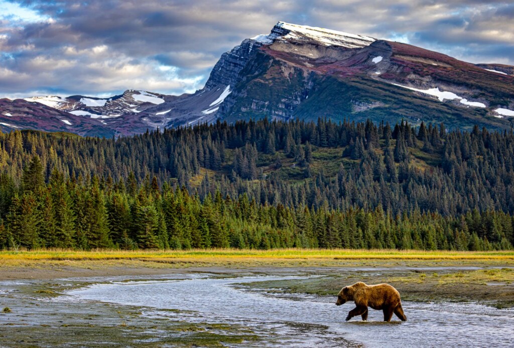 From a past Art of Seeing Alaska Grizzlies adventure