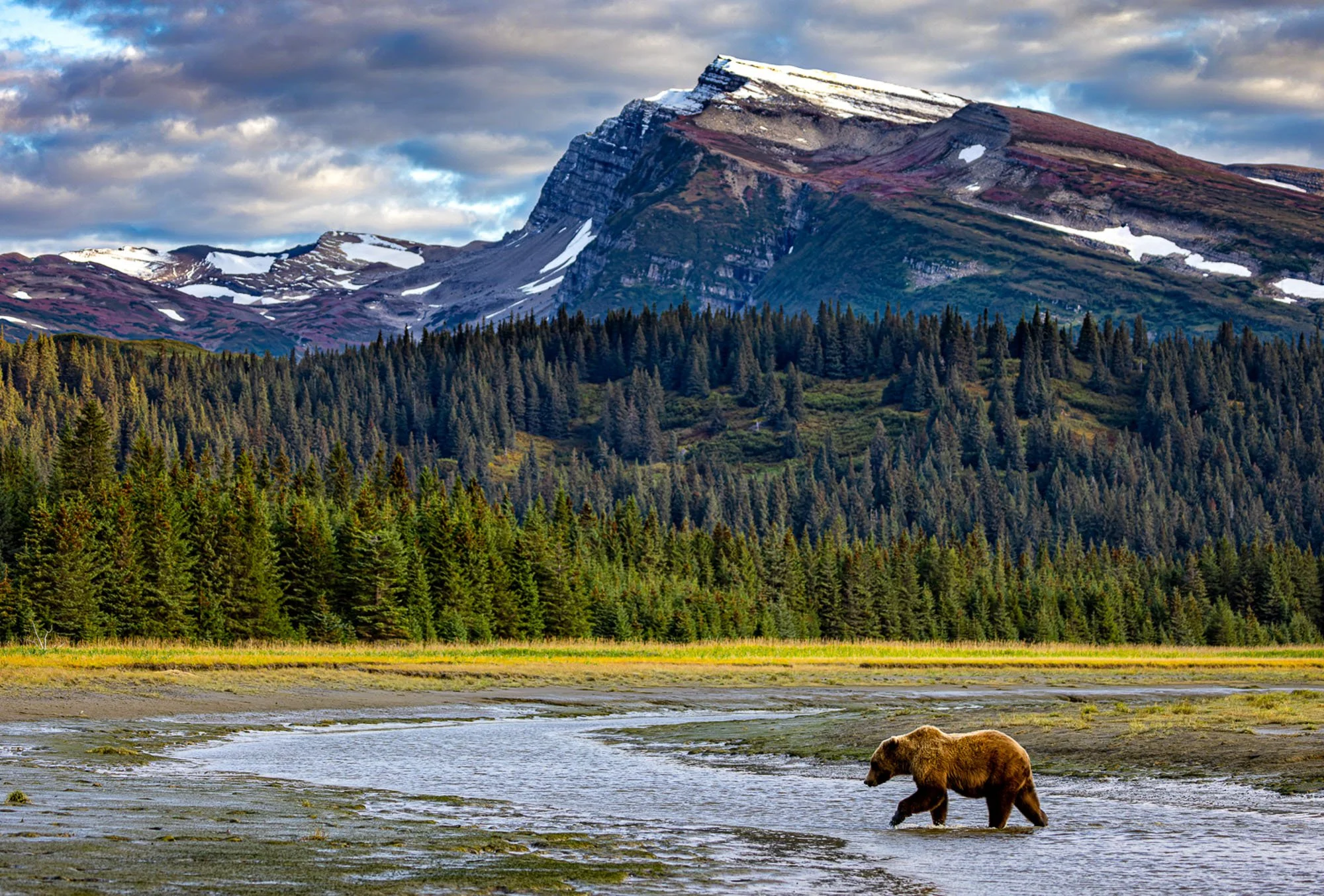 A grizzly bear walking a beach below mountains, Lake Clark National Park
