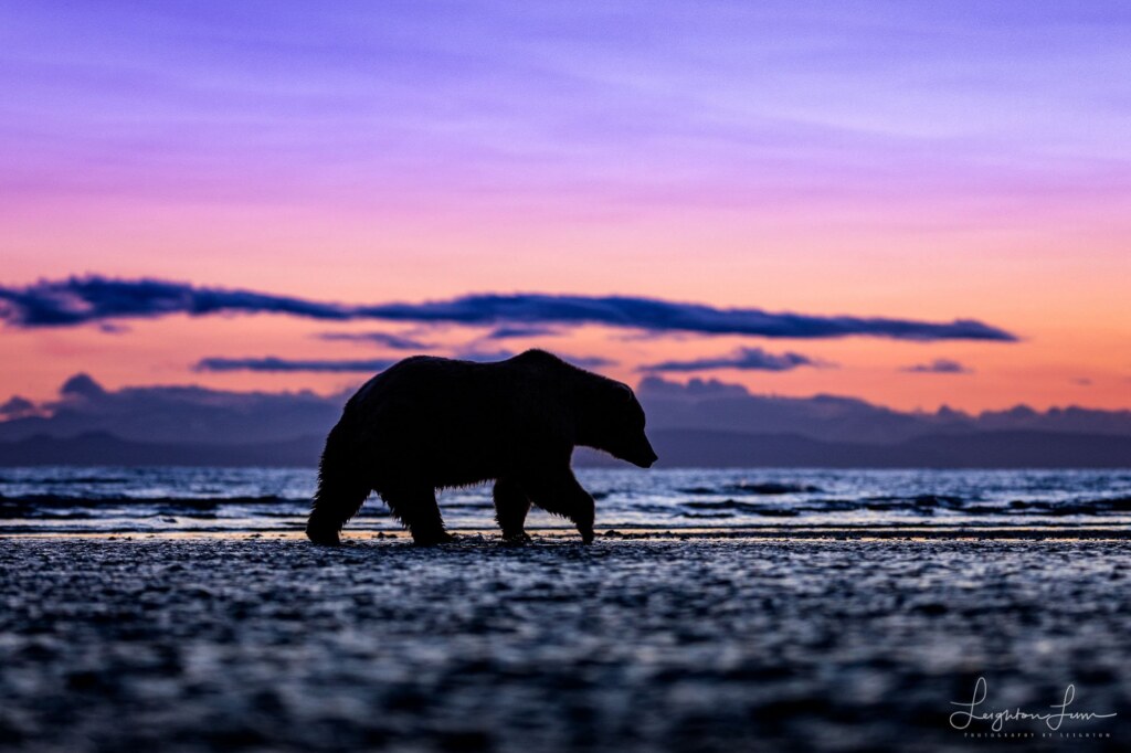 From a past Art of Seeing Alaska Grizzlies adventure