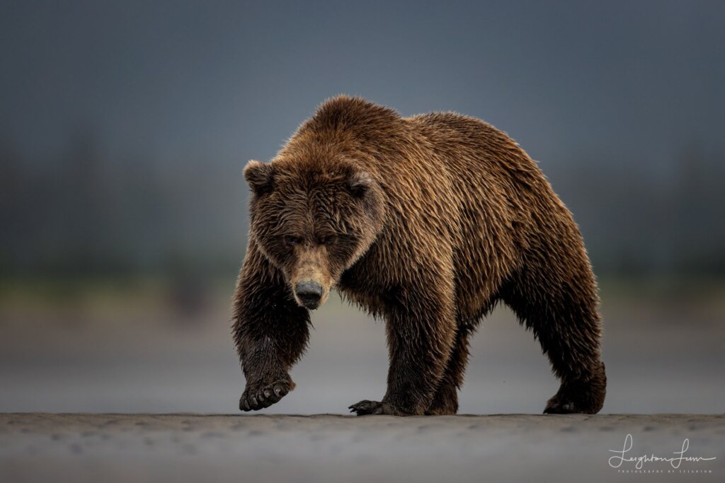 From a past Art of Seeing Alaska Grizzlies adventure