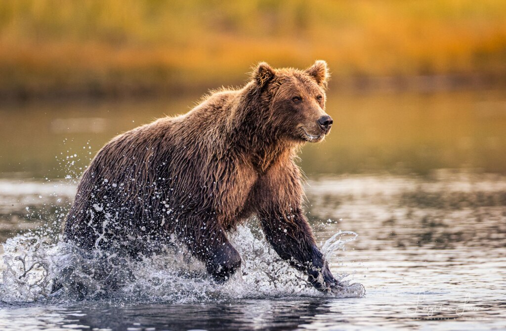 From a past Art of Seeing Alaska Grizzlies adventure