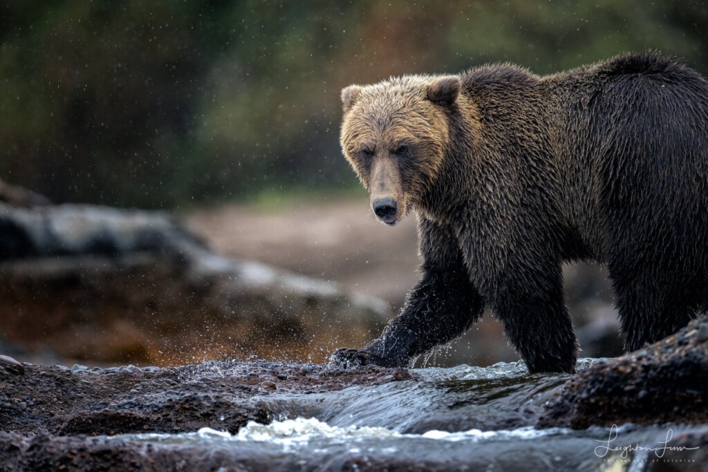 From a past Art of Seeing Alaska Grizzlies adventure