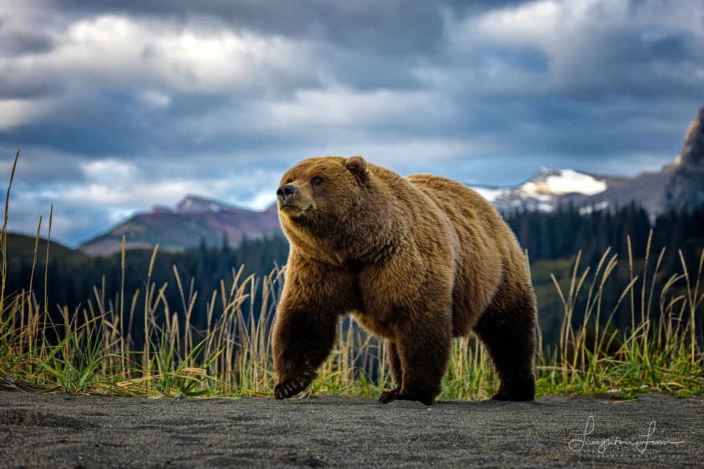 From a past Art of Seeing Alaska Grizzlies adventure