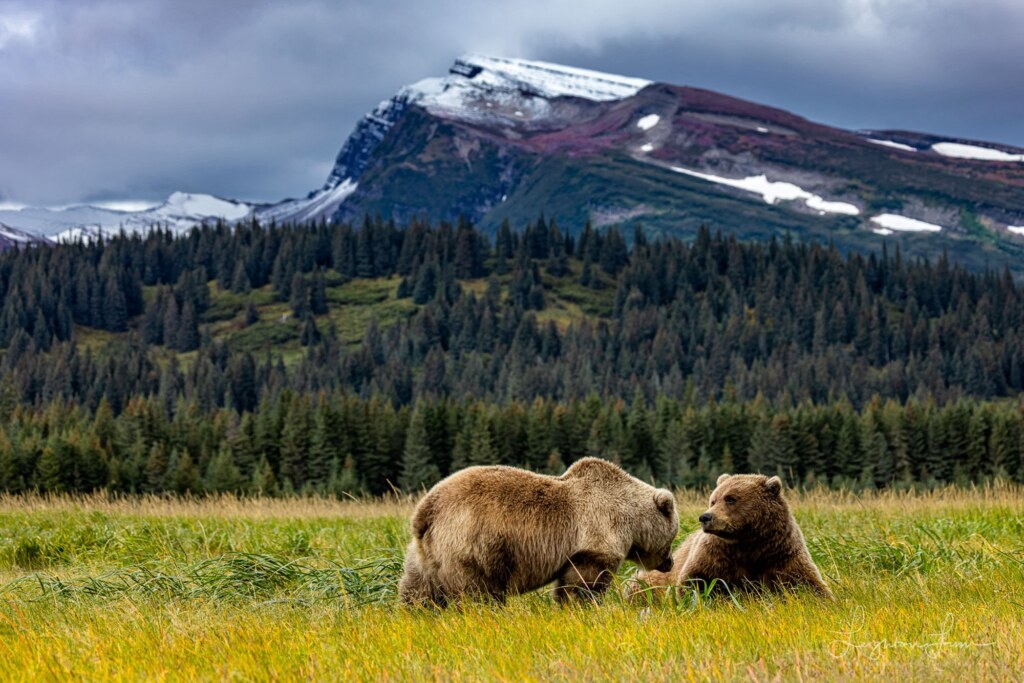 From a past Art of Seeing Alaska Grizzlies adventure