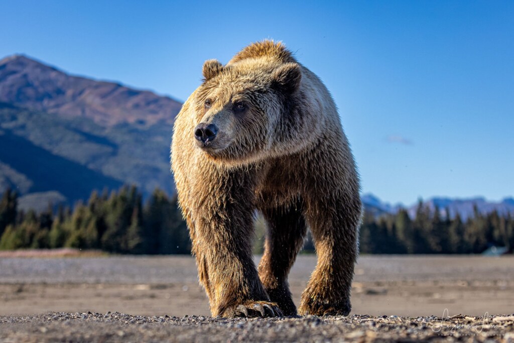From a past Art of Seeing Alaska Grizzlies adventure