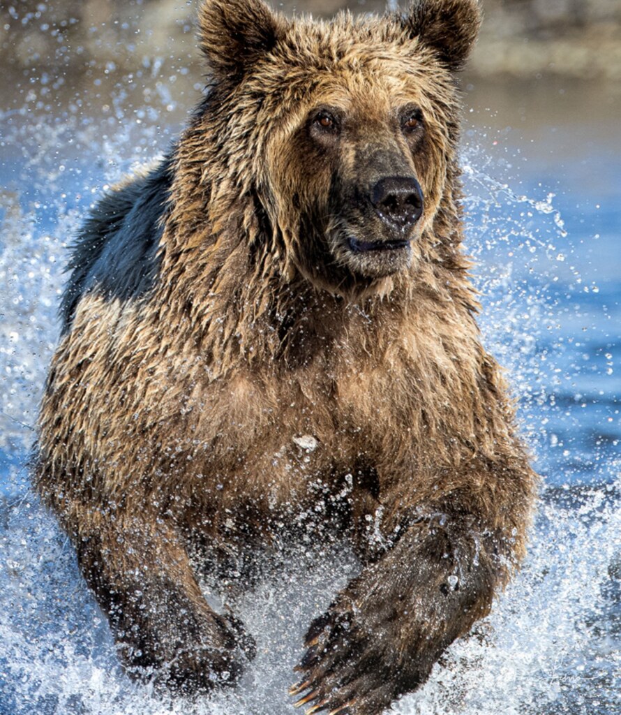 From a past Art of Seeing Alaska Grizzlies adventure