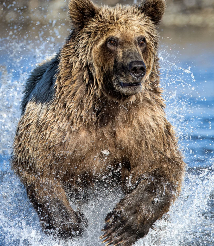 From a past Art of Seeing Alaska Grizzlies adventure