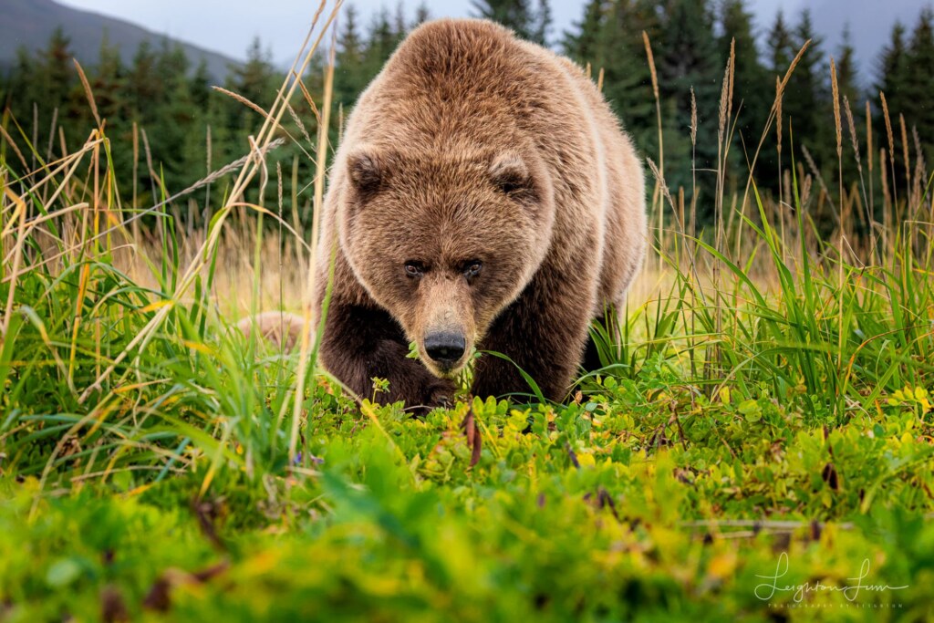 From a past Art of Seeing Alaska Grizzlies adventure