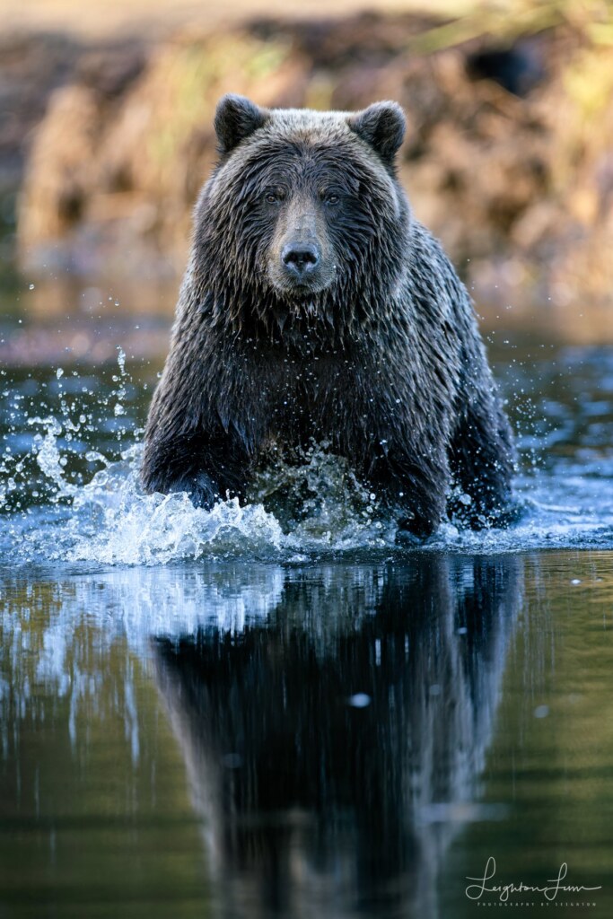 From a past Art of Seeing Alaska Grizzlies adventure