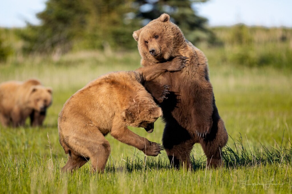 From a past Art of Seeing Alaska Grizzlies adventure