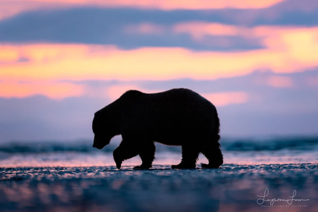 From a past Art of Seeing Alaska Grizzlies adventure