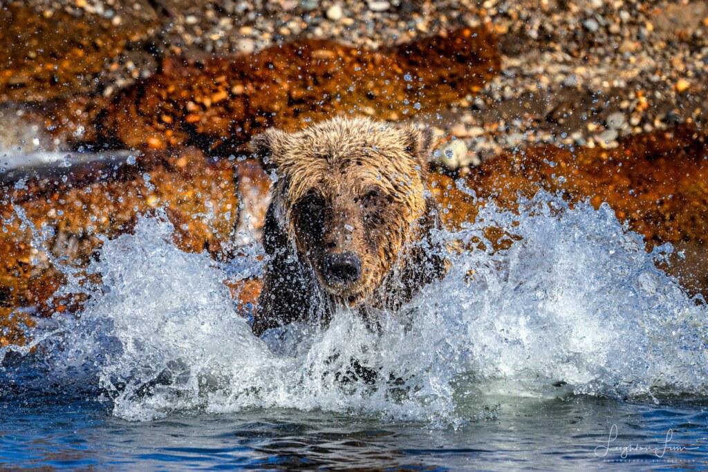 From a past Art of Seeing Alaska Grizzlies adventure