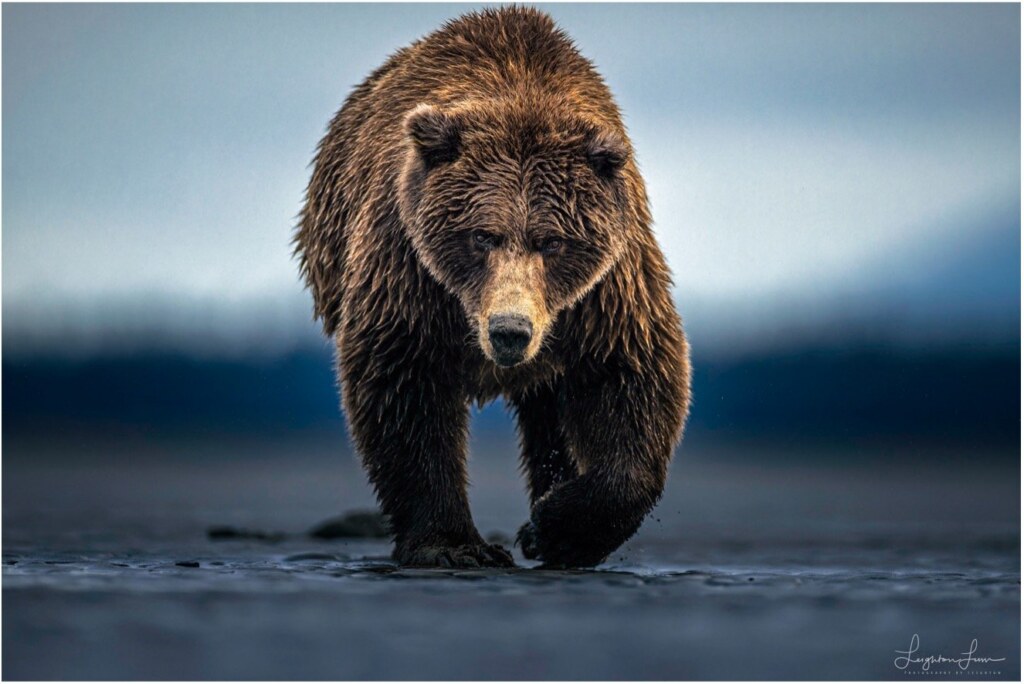 From a past Art of Seeing Alaska Grizzlies adventure