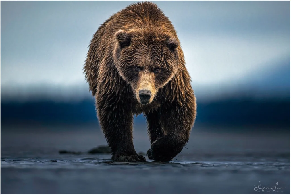 From a past Art of Seeing Alaska Grizzlies adventure