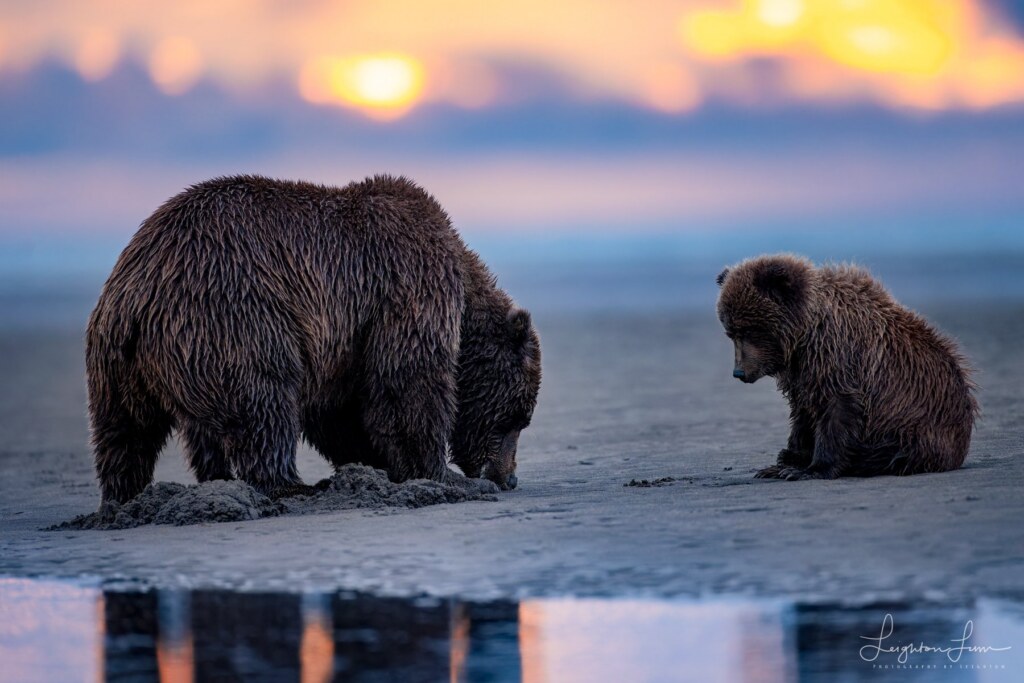 From a past Art of Seeing Alaska Grizzlies adventure