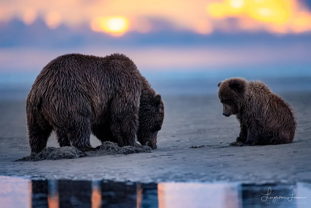 From a past Art of Seeing Alaska Grizzlies adventure