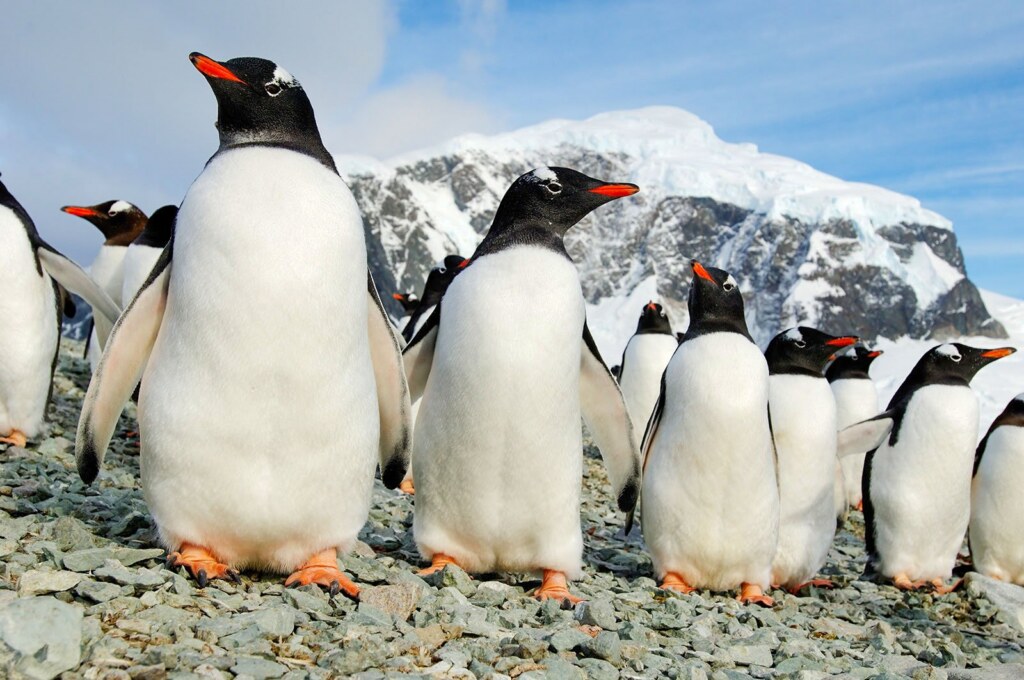 From a past Art of Seeing Antarctica adventure