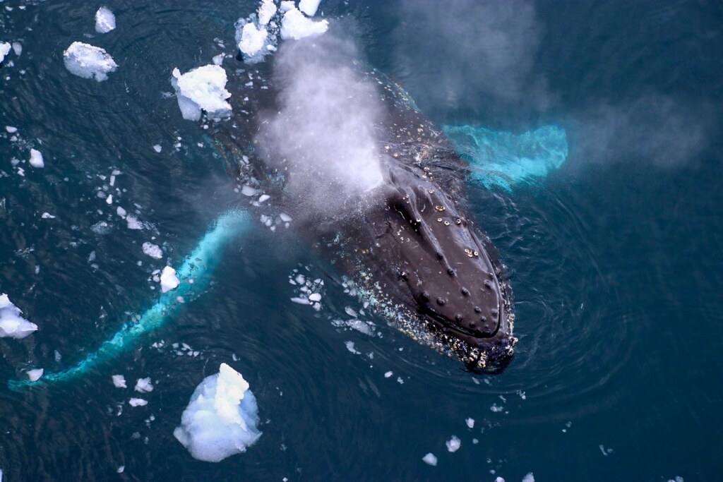 From a past Art of Seeing Antarctica adventure