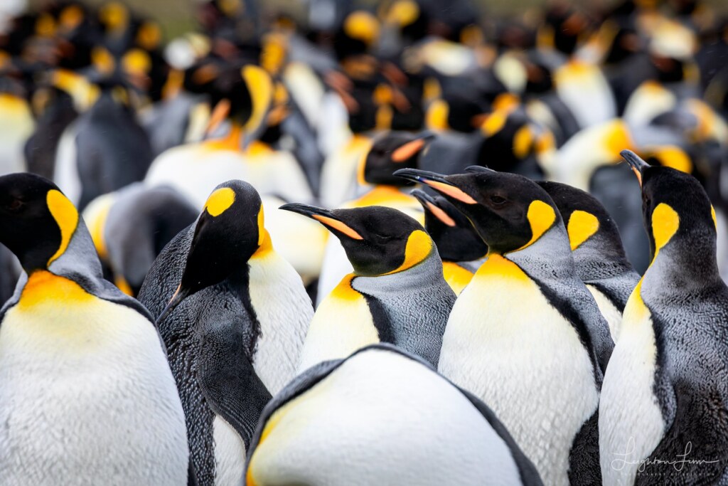 From a past Art of Seeing Antarctica adventure