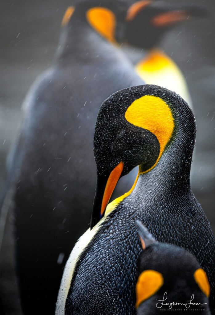 From a past Art of Seeing Antarctica adventure