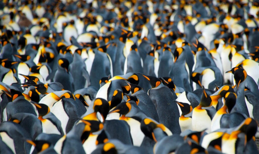 From a past Art of Seeing Antarctica adventure