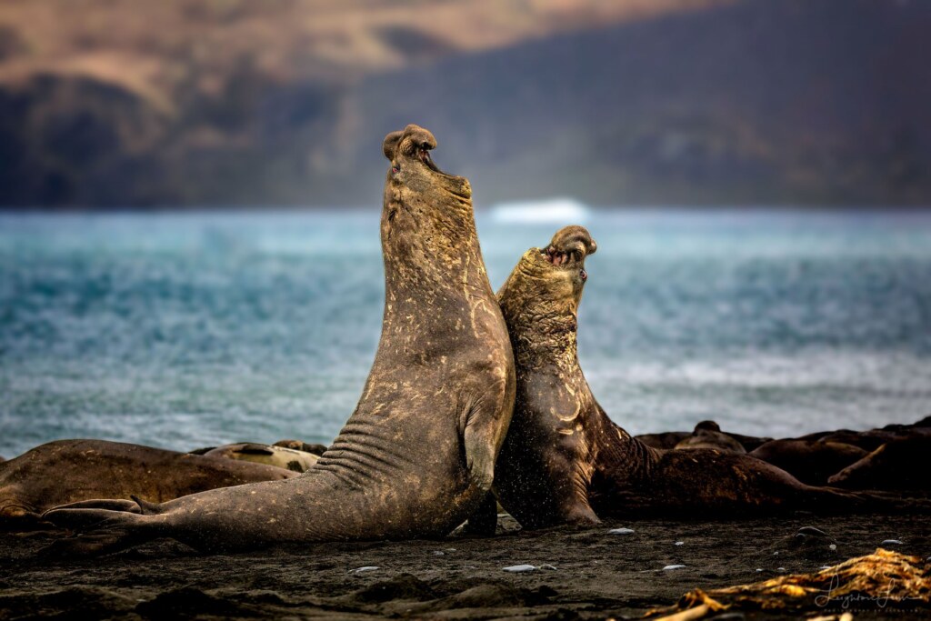 From a past Art of Seeing Antarctica adventure