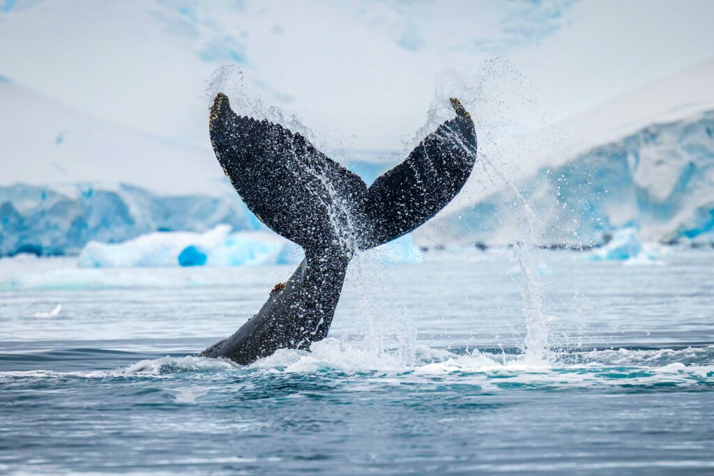 From a past Art of Seeing Antarctica adventure