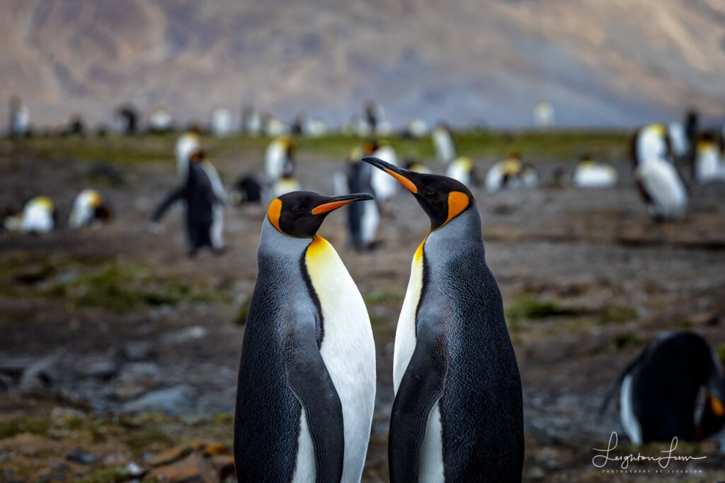 From a past Art of Seeing Antarctica adventure