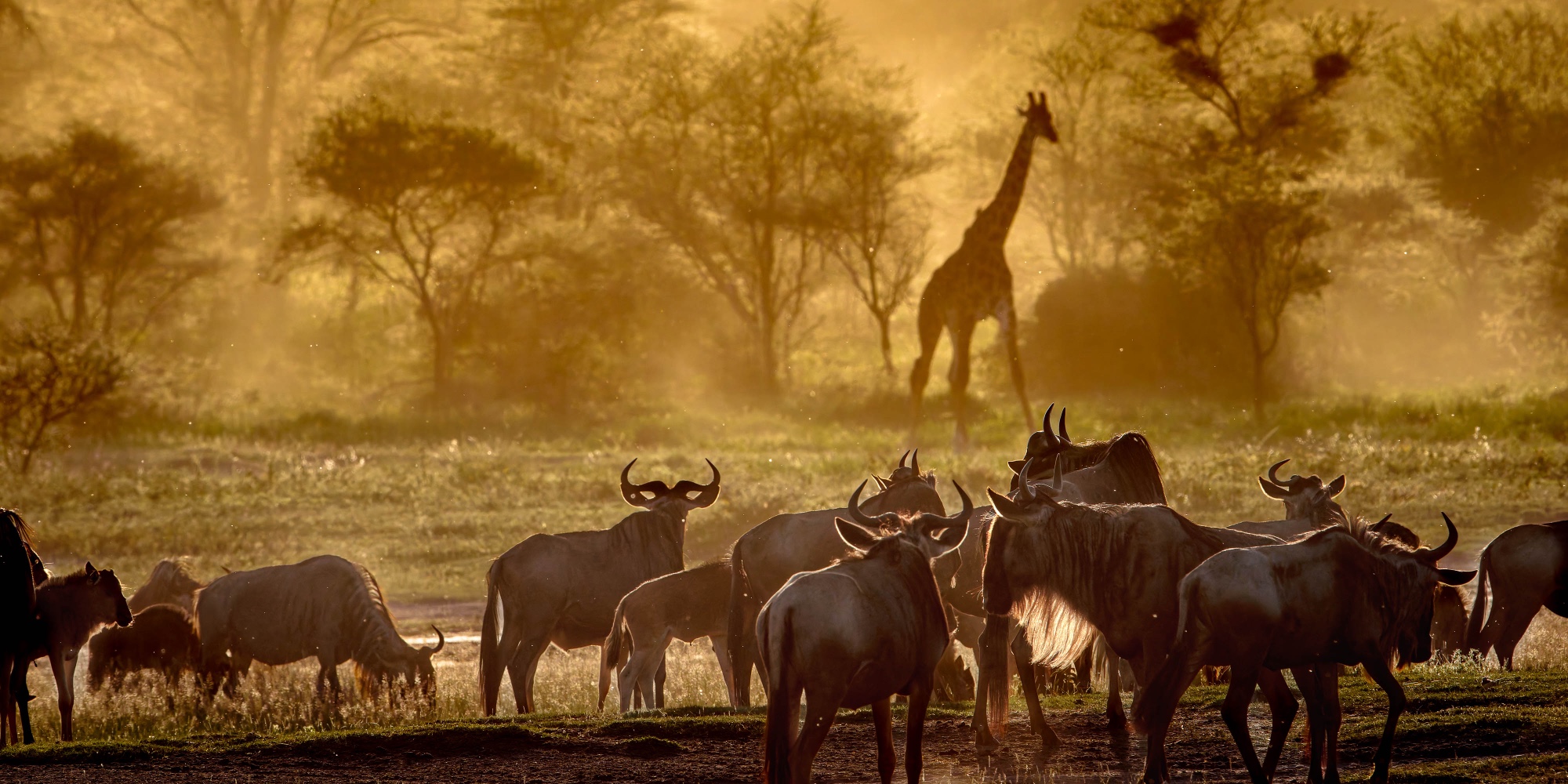 Wildebeest and giraffe in golden dust