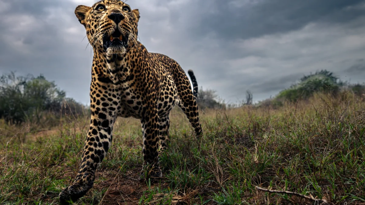 15mm for Wildlife Photography?