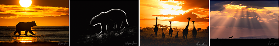 Beyond Animal Portraits: Elevate Your Wildlife Photography by Leighton Lum