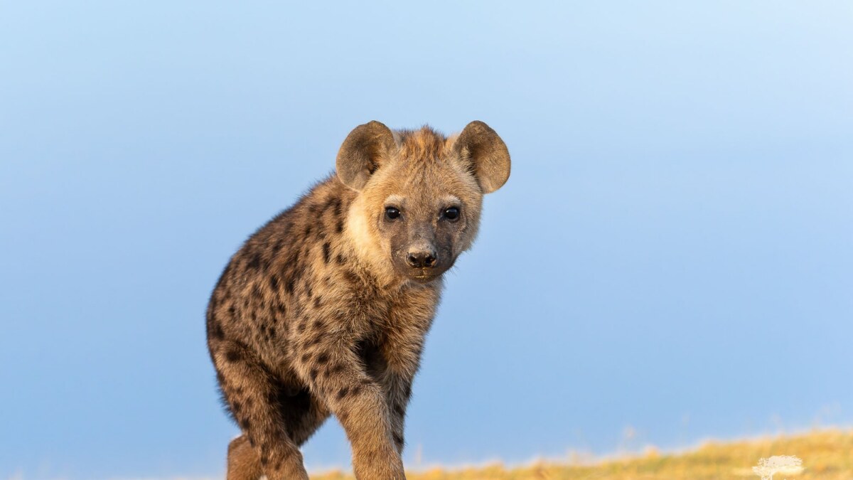 Getting Down in Africa – Low Angle Photography Why & How