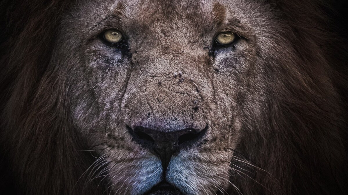 Kenya: Fangs & Tusks with Randall Ball Oct 15–24, 2022