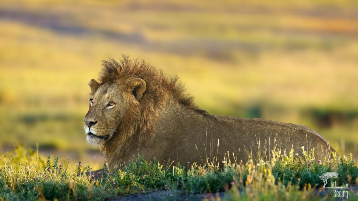 What Africa Teaches the Heart