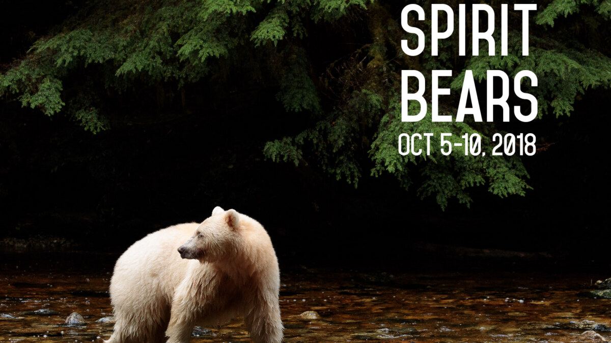 Spirit Bears
