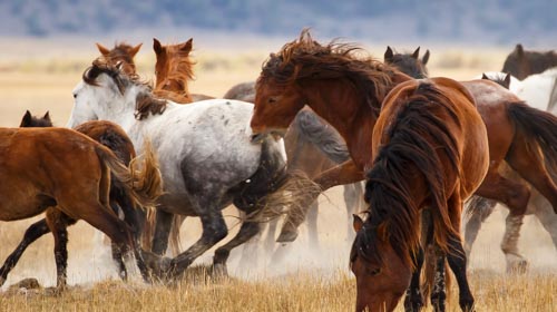 Wild Horses of the Adobe Valley Photography Workshop