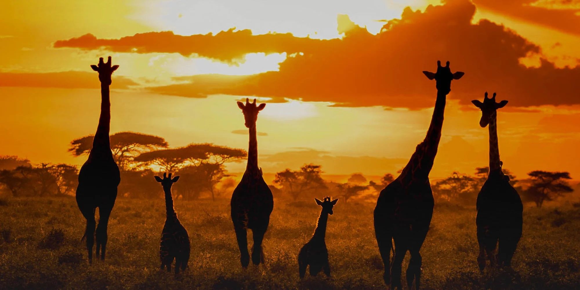 Giraffes silhouetted against an orange savanna sunset — Best of Africa photography workshop, Kenya & Tanzania