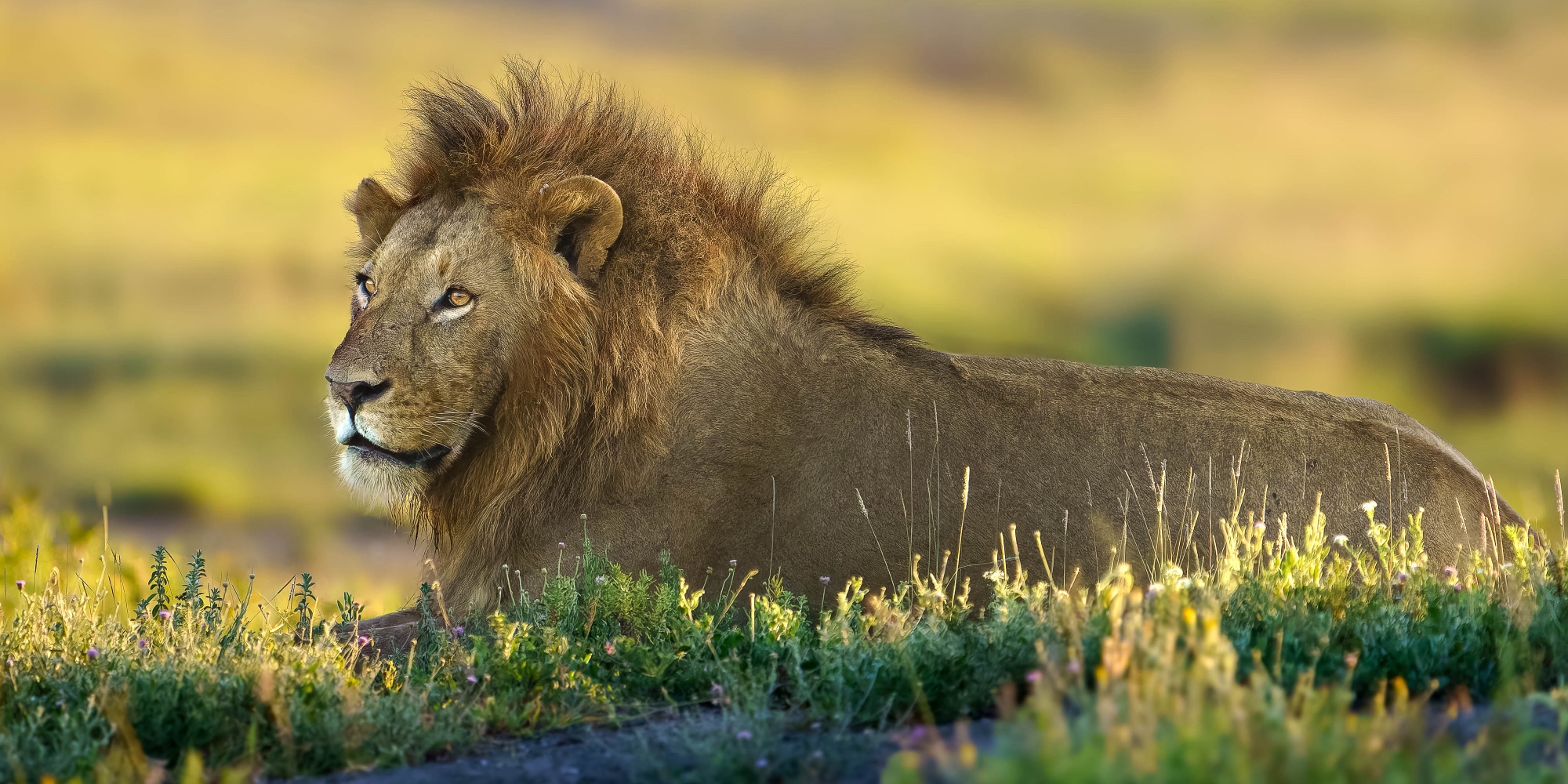 A male lion resting in golden grass, Masai Mara