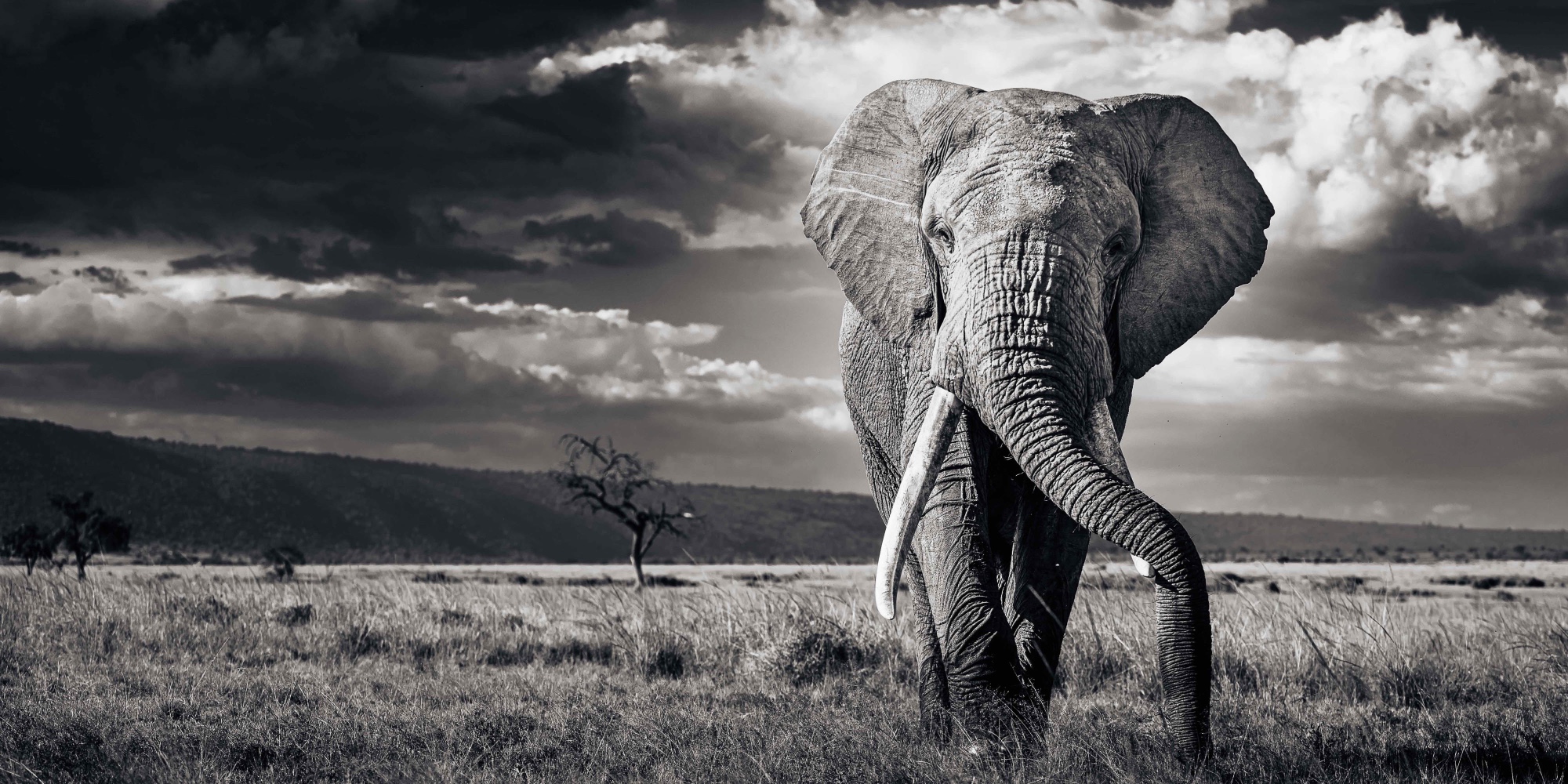 A bull elephant under dramatic clouds, black and white, Amboseli