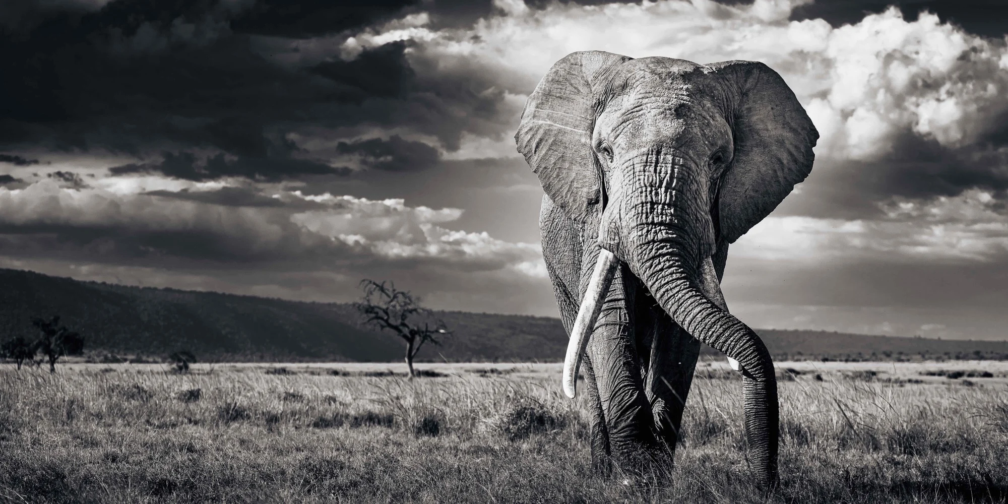 A bull elephant under dramatic clouds, black and white, Amboseli