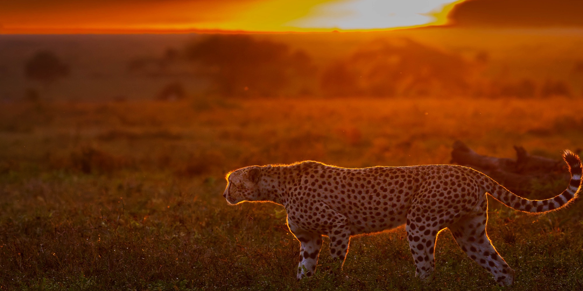 A cheetah walking through backlit grass at sunset, Serengeti