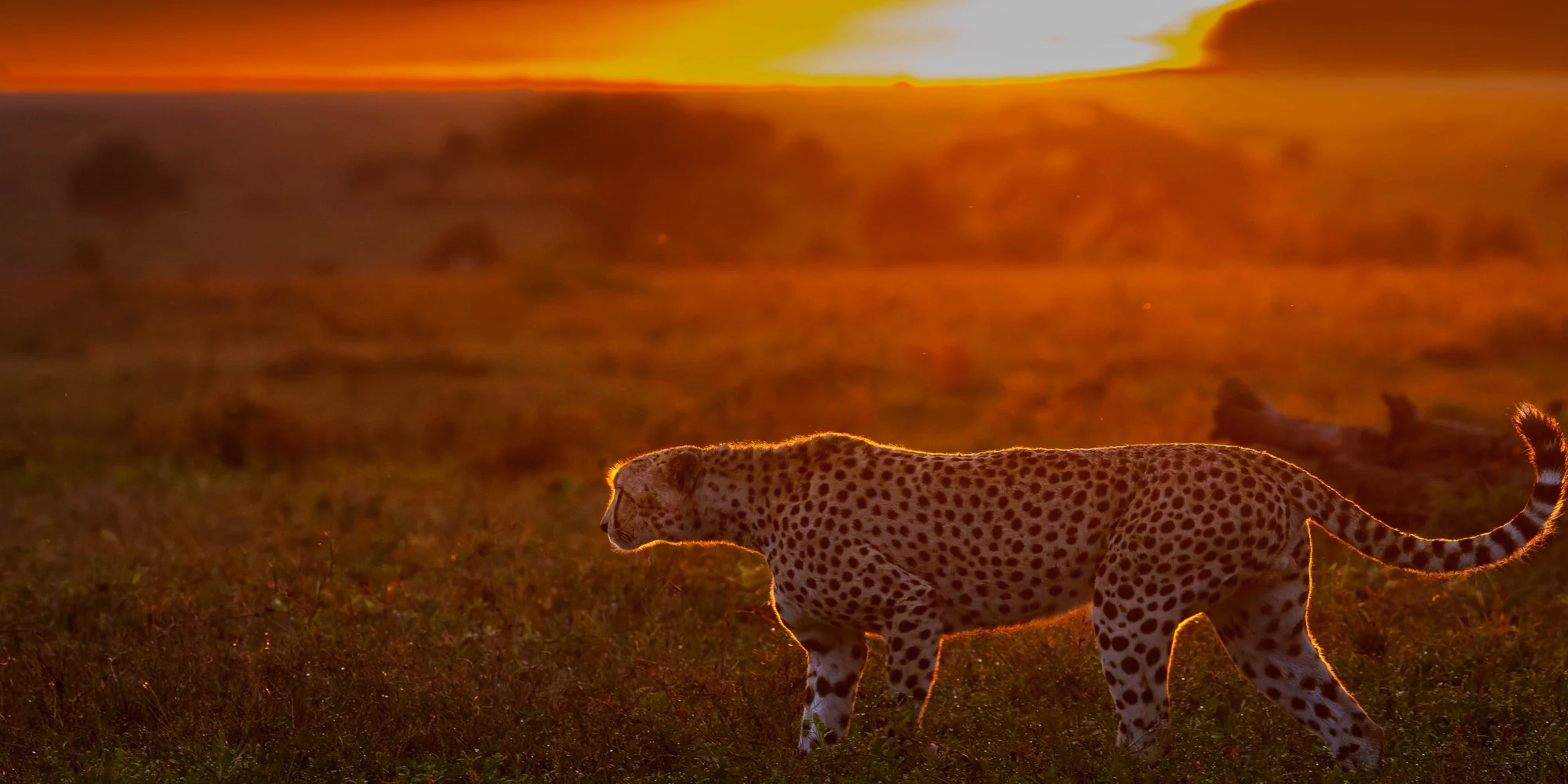A cheetah walking through backlit grass at sunset, Serengeti