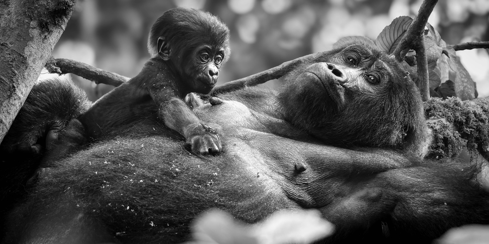 A mountain gorilla mother and infant in the Bwindi Impenetrable Forest