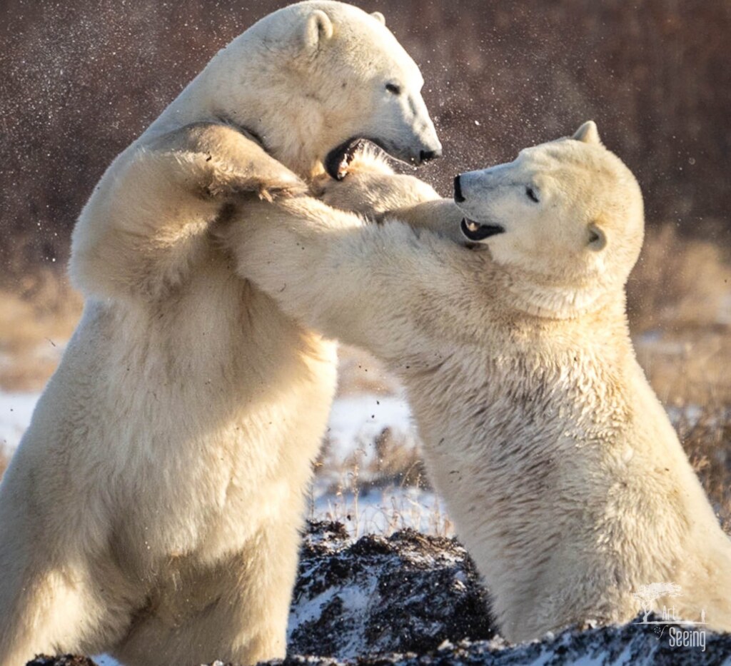 From a past Art of Seeing Churchill Polar Bears adventure