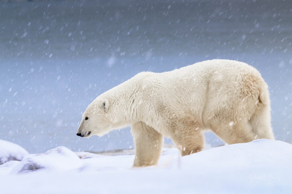 From a past Art of Seeing Churchill Polar Bears adventure