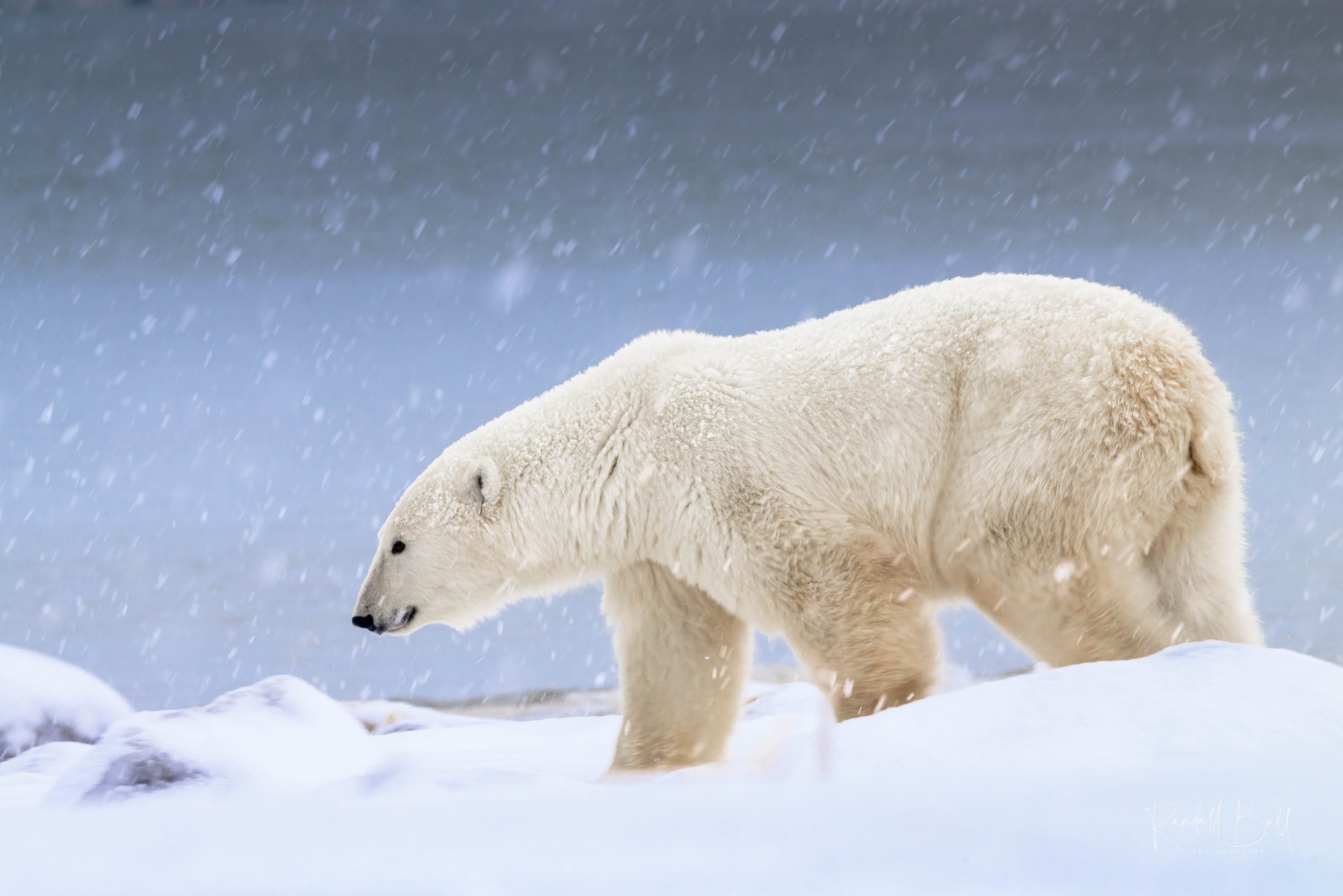 A polar bear walking through falling snow — Churchill polar bear photography workshop